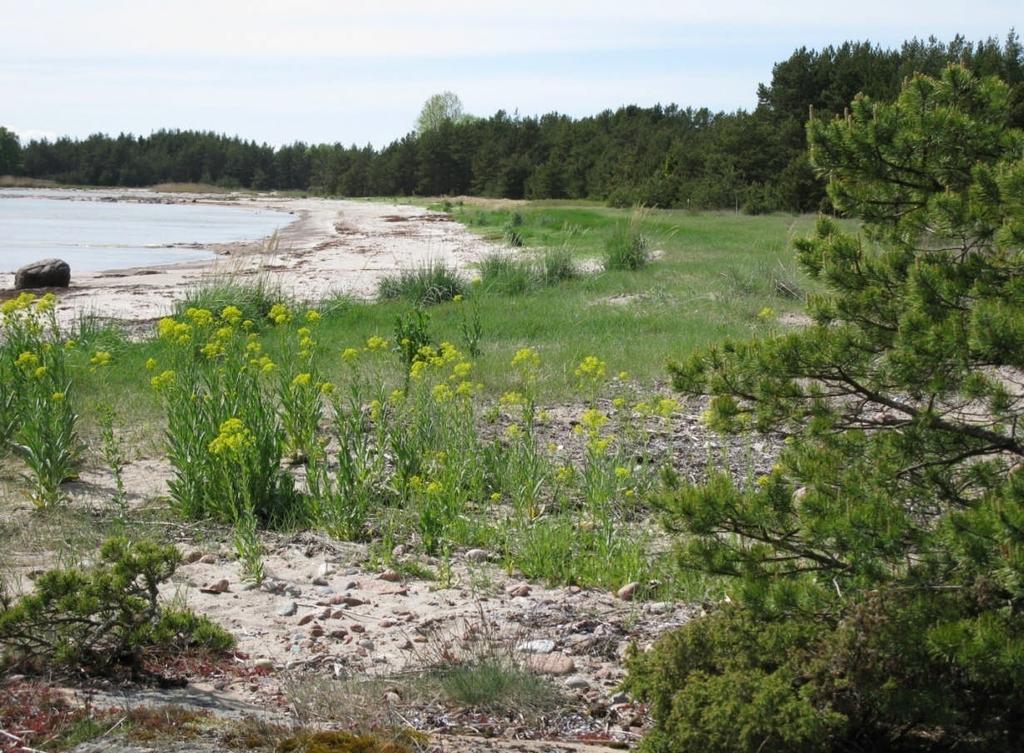 8 Bild. Rödklobbens västra strand vid vejdens (Isatis tinctoria) blomningstid (foto T. Clayhills).