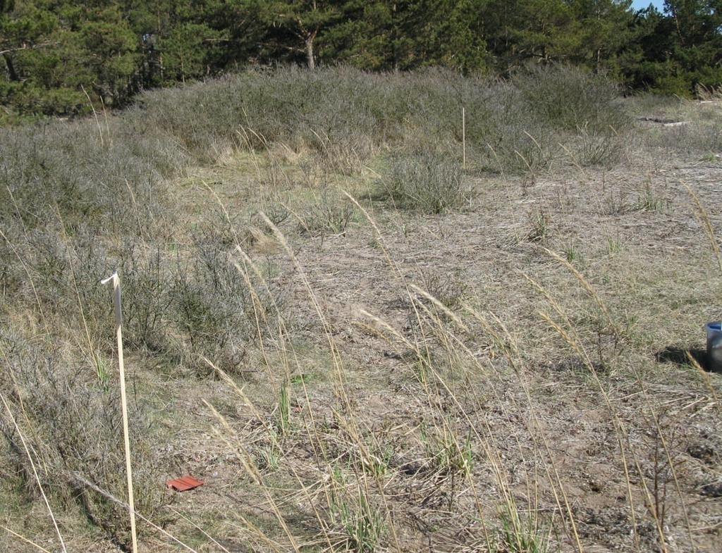 Bild. Rödklobbens mellersta strand på våren med fångstlinjen utmärkt (foto T. Clayhills).