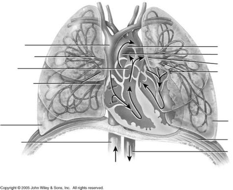Ejektionsfraktion och komplikationsfri överlevnad efter hög-risk kirurgi Pulmonell hypertension och högerkammarsvikt Healy et al Congest heart Fail