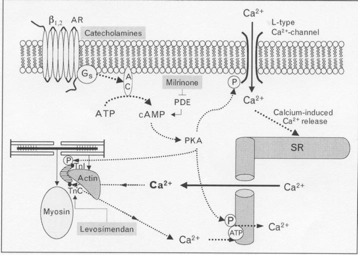 Inotropa läkemedel Adrenalin Noradrenalin Isoprenalin Dopamin Dobutamin Fosfodiesteras hämmare amrinon milrinon enoximon Calcium sensitizers levosimendan Inotropa läkemedel Inotropa läkemedel