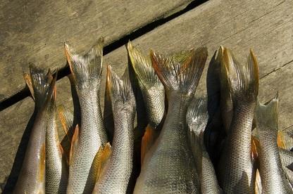 Sportfiske Sportfiske Baseras på försäljning av fiskekort, medlemsavgifter och intäkter för större fiskeentreprenörer (7 st) samt investeringar kopplat till bevarande av fisk Uppskattat minsta värde