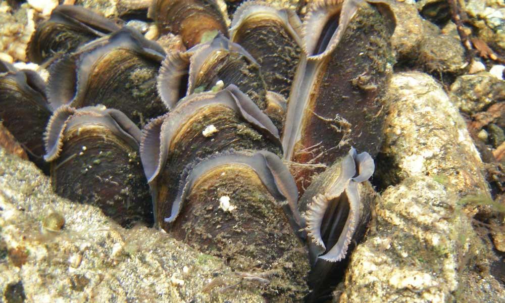 Näringsretention i våtmarker och musslor Näringsretention Våtmarker renar vattnet från kväve och fosfor (samt buffrar flöden) Ca 50 % av våtmarkerna i Emåns avrinningsområde är borta Musslor