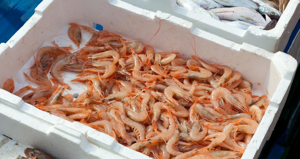 FISKELÅDOR Färskt från havet med lådor från BEWi är den optimala lösningen för fiskeindstrin. Fiskelådorna tål fkt, är isolerande, stapelbara, transportvänliga och hygieniska.