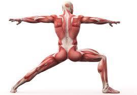 Skelettmusklerna Musklerna ser till att vi kan röra på oss.