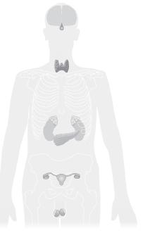 Hormonsystemen Hypofys Sköldkörtel