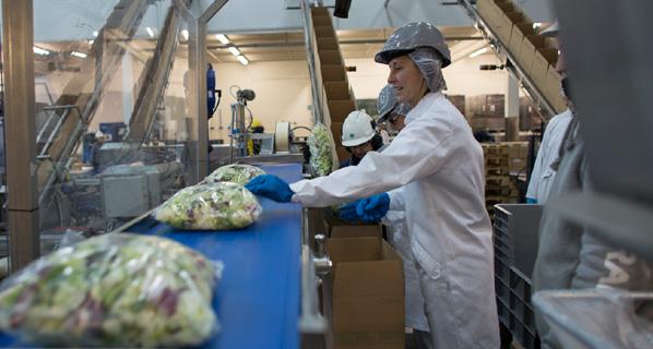 Standarder inom livsmedelsindustrin Inom livsmedelsindustrin finns många olika hygienprotokoll, riktlinjer, normer och standarder. EU, myndigheter och kunder har olika hygienmål.