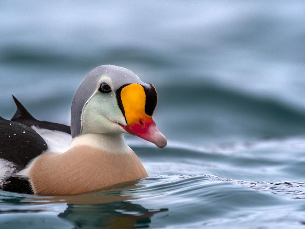 Várnjárga Det här en fotoresa till arktiska Varanger (Várnjárga) i Nordnorge nära den ryska gränsen som verkligen har extra allt!