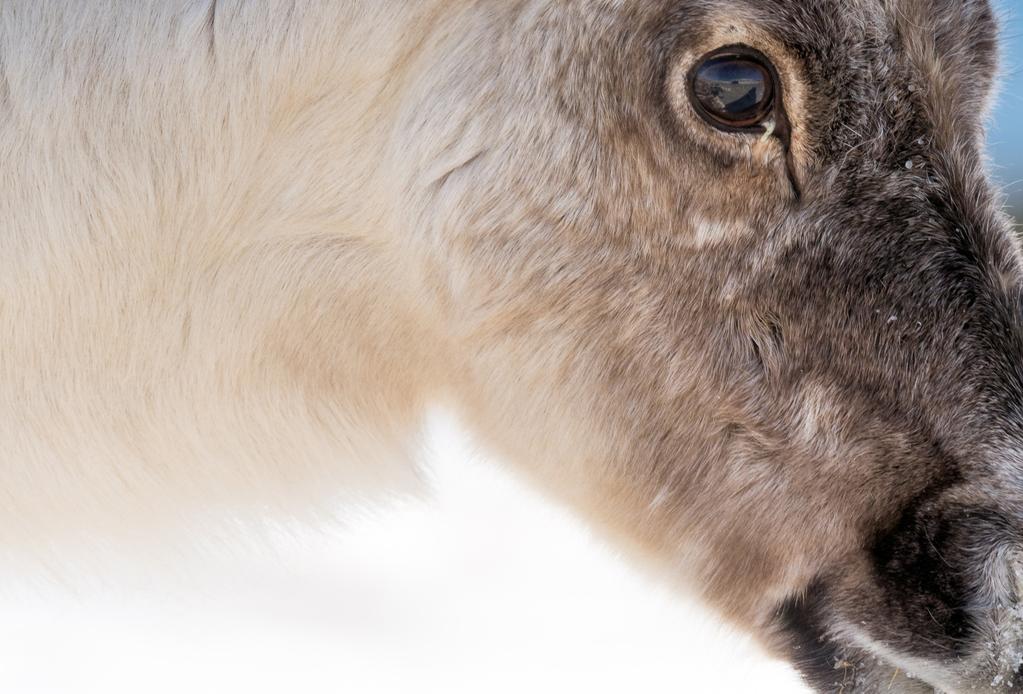 Ren är inte ovanlig att se i Varanger. Djur och fotomöjligheter Förutom vackra och speciella omgivningar samt ett rikt fågelliv finns här andra djur att fotografera. En av dessa är renen.