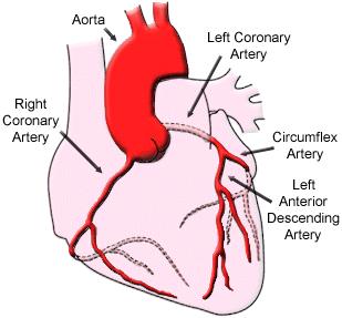Hjärtats blodförsörjning