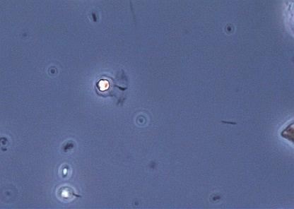 Torrgårdsvattnet Stora Galten Fisjön Ellenösjön Östersjön Växtplankton i Västra Götaland 2012 Figur 3.