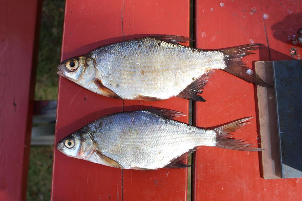 Figur 7. Jämförelse björkna (överst) med braxen (nederst). Björknan har större öga, orangefärgade fenbaser samt större fjäll.