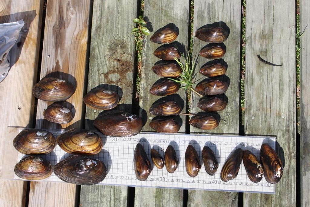 På de tre platser där musslor eftersöktes mer noggrant så noterades tre arter; större dammussla, allmän dammussla och spetsig målarmussla. Den större dammusslan är relativt ovanlig art.