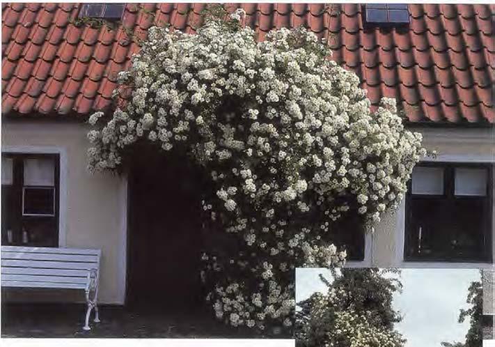 UHUNA KAK I A 2/99 da, trivs rosor med varierande ph-värden med ph 6-7 som optimum.