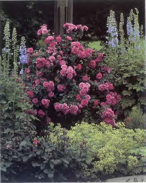 b h UNA rmrs, I L/99 litet. Till de bästa hör Rosa hugonis(6), R. rubiginosa(6), R. pimpinellifolia(8), R. p. 'Plena'(8), 'Rose de Rescht'(5)**, R. helenae 'Hybrida'(5) med flera.