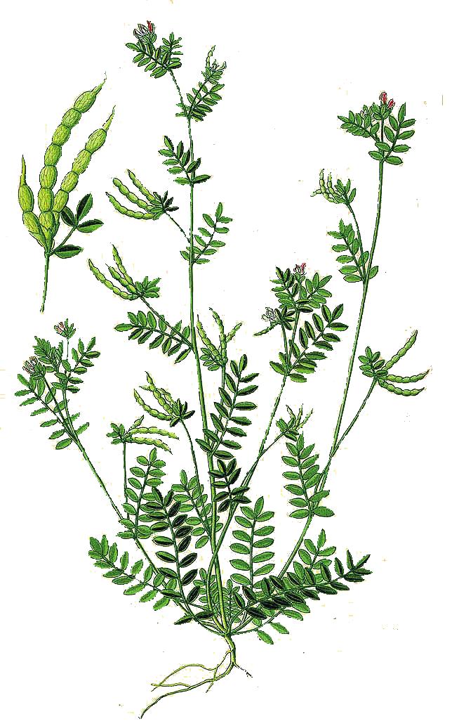 Vill Du bli floraväktare och hjälpa till med att skydda och bevara en eller flera växtplatser?
