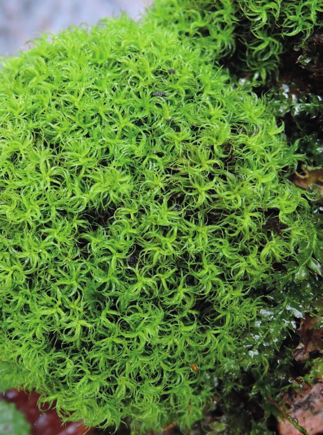 Projekt Skånes Mossor För drygt 10 år sedan startade Lunds Botaniska Förening ett nytt, omfattande floraprojekt i Skåne: Projekt Skånes Mossor.