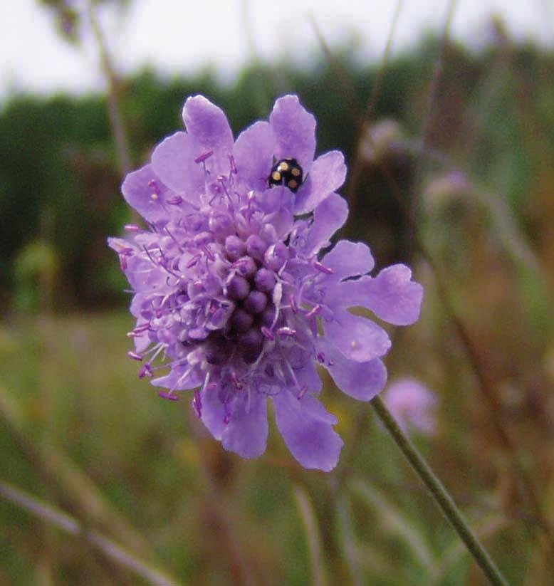 30 Lars Fröberg kommer att ha en genomgång av släktet Epilobium dunörter. Det går bra att ta med eget material.