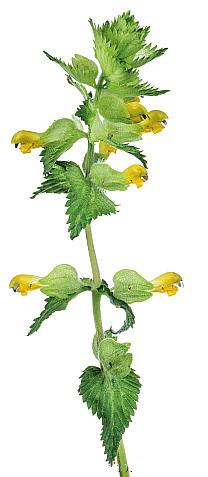 Årsmöte fredag 29 mars kl. 19.00 Vi inleder med årsmötesförhandlingar och val av styrelse, därefter föredrag om Rhinanthus skallror i olika varianter.