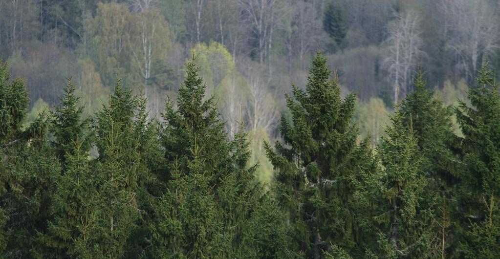 Exempel: Likåldriga monokulturer av gran i skogen ökade sårbarheten för stormen Gudrun.