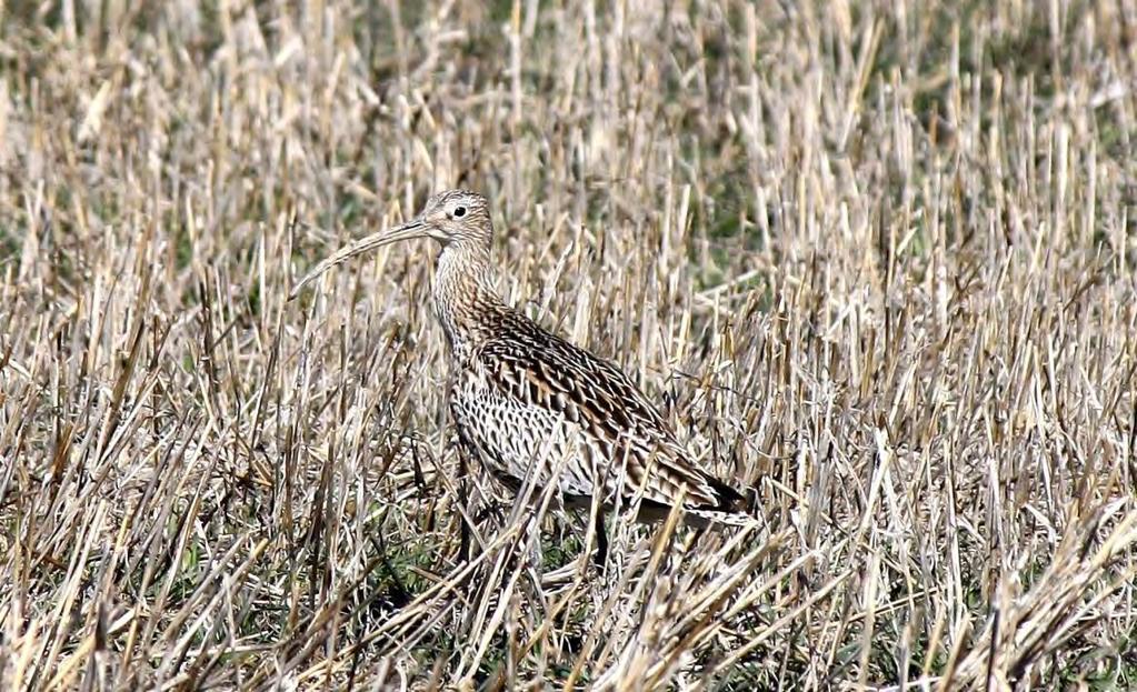 59 (107) Bild 10.4. Spoven (Numenius arquata) trivs i det österbottniska odlingslandskapet. Kuva 10.4. Kuovi (Numenius arquata) viihtyy Pohjanmaan viljelymaisemassa.