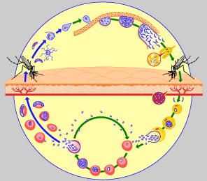 Mygga Plasmodiums levnadscykel 9 22 dagar Sporogoni ametocyt Schizont eller meront Människa Inkubationstid: 9-14