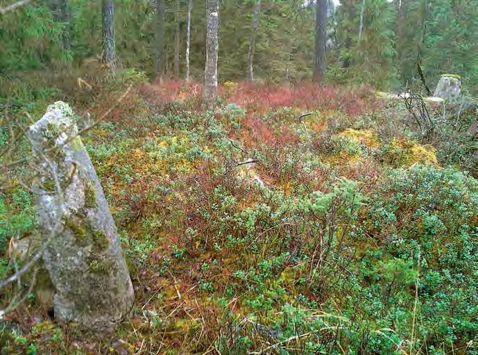 Planerad kraftledning mellan Skogssäter och Stenkullen 23 Figur 7. Exempel på ett av många nyfunna gränsmärken, resta stenar, objekt nr 253. Denna står i befintlig gräns.