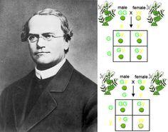 Gregor Mendel Genetikens fader. Levde på 1800-talet.