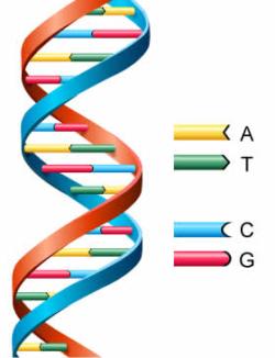 Varje kromosom innehåller en DNA-molekyl Det är DNA:t som bär på arvet och den information som styr våra biologiska egenskaper t ex ögonfärg och hårfärg.