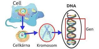 En gen/arvsanlag är en bit av en DNA-molekyl Informationen i DNA:t är uppdelad i många små delar. Varje del kallas ett arvsanlag eller en gen.