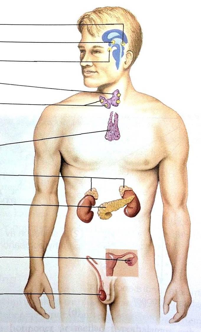 Kodnummer.. ENDOKRINA ORGANEN 1. Vissa typer av hormoner binder till receptorer inuti målcellerna medan andra binder till receptorer utanpå målcellernas membran.