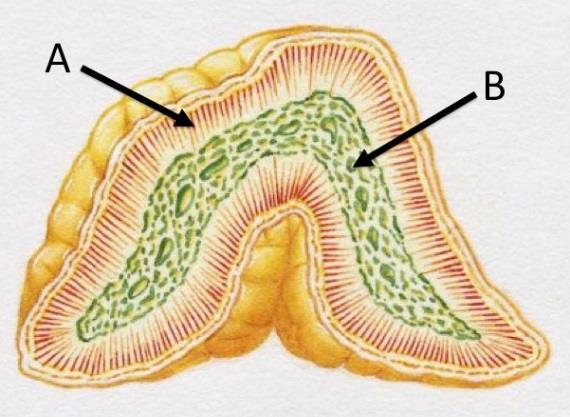 5. Bilden ovan visar ett schematiskt tvärsnitt av en binjure. a) Namnge de två delar (A och B) som visas på bilden med medicinska benämningar. (1 p) A. B. b) Vad reglerar insöndringen av hormoner från de två delar (A och B) som visas på bilden?