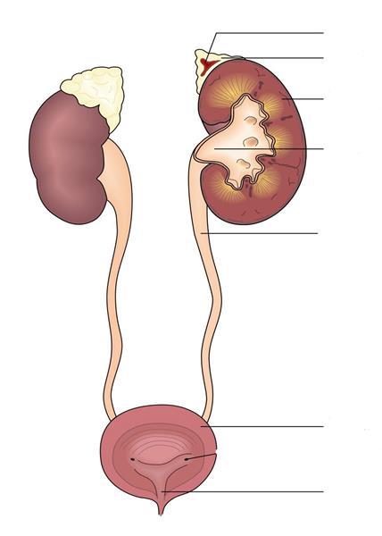 Del A Kodnummer.. URINSYSTEMET 1. Kombinera delarna på bilden med korrekta benämningar.