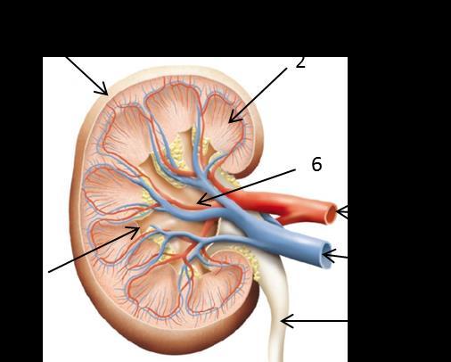 2. Kombinera rätt siffra på bilden med rätt anatomisk del i tabellen.