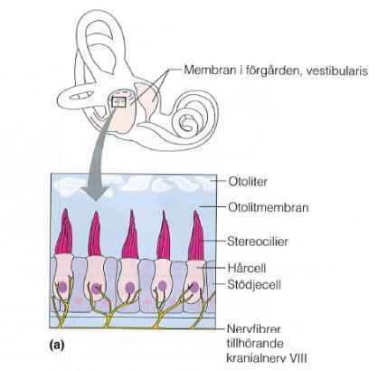 SINNESORGANEN OCH HUDEN Kodnummer.. 1. Namnge strukturerna i bilden nedan. 2P 2. Vad kallas de två huvudstrukturerna i balansorganet och vilka stimuli aktiveras respektive struktur av? 2p 3.