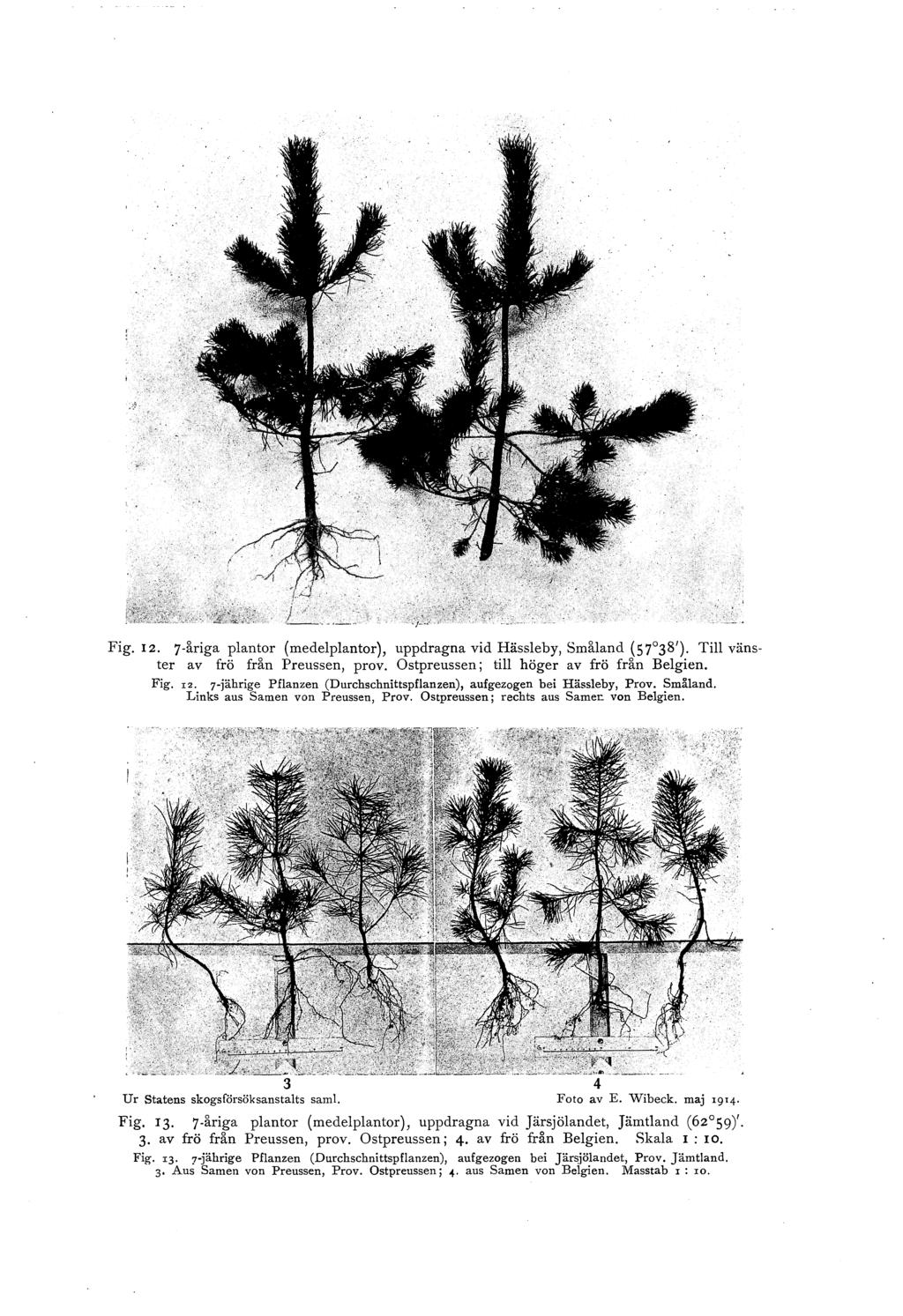 Fig. I 2. 7-åriga pantr (medepantr), uppdragna vid Hässe by, Småand (S 7 38'). Ti vänster av frö från Preussen, prv. Ostpreussen; ti höger av frö från Begien. Fig. rz.