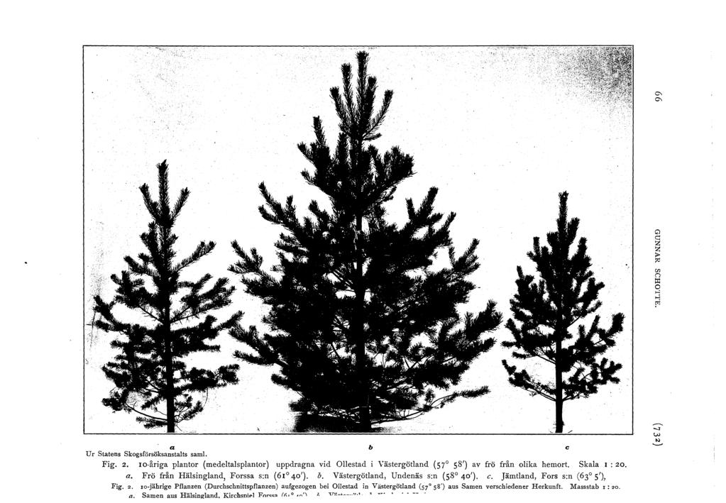 .. Q?O UJ n p:: >-' "' a b c U r Statens Skgsförsöksanstats sam!. Fig. 2. 0-åriga pantr (medetaspantr) uppdragna vid Oestad i Västergötand (57 58') av frö från ika hemrt. Skaa I : 20. a. Frö från Häsingand, Frssa s:n (6 40').