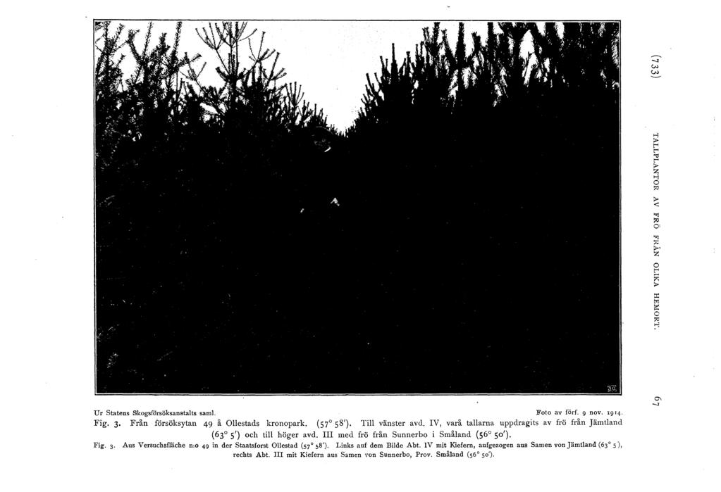 _, w :;t t-< r< 't r< ::0 ':J ::0 : :: ;, z r< > :I: t;; ::0 Ur Statens Skgsförsöksanstats sam!. Ft av förf. 9 nv. 94. Fig. 3 Fri.n försöksytan 49 i. Oestads krnpark. (57 58'). Ti vänster avd.