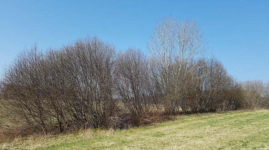 Bilaga 2 Naturvärdesobjekt Område 1 Skog och träd Naturvärdesbedömning: Naturvärdesklass 4 Biotop: Buskridå Beskrivning och naturvärden: Busk-, trädridå med salix sp.