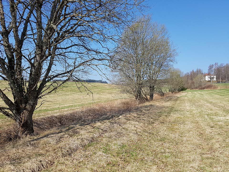 Naturvårdsarter: Sälg, myskbock, krusig ulota och allémossa.