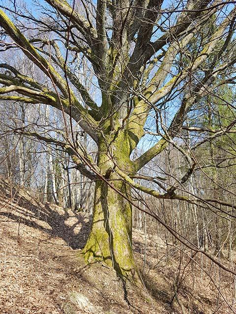 Naturvårdsarter: Krusig ulota, smultron, svart vinbär.