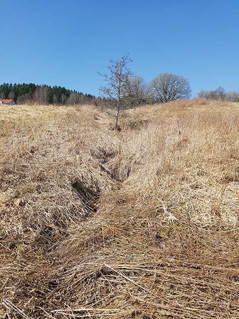Naturvårdsarter: Inga noterades vid fältbesöket.