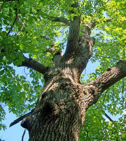 Exempel på argument för att fälla gammalt träd Skuggar Mycket löv Mossa