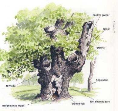 Aspekter att väga in när man ska ta ett beslut om ett gammalt träd