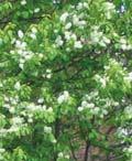 svartaronia