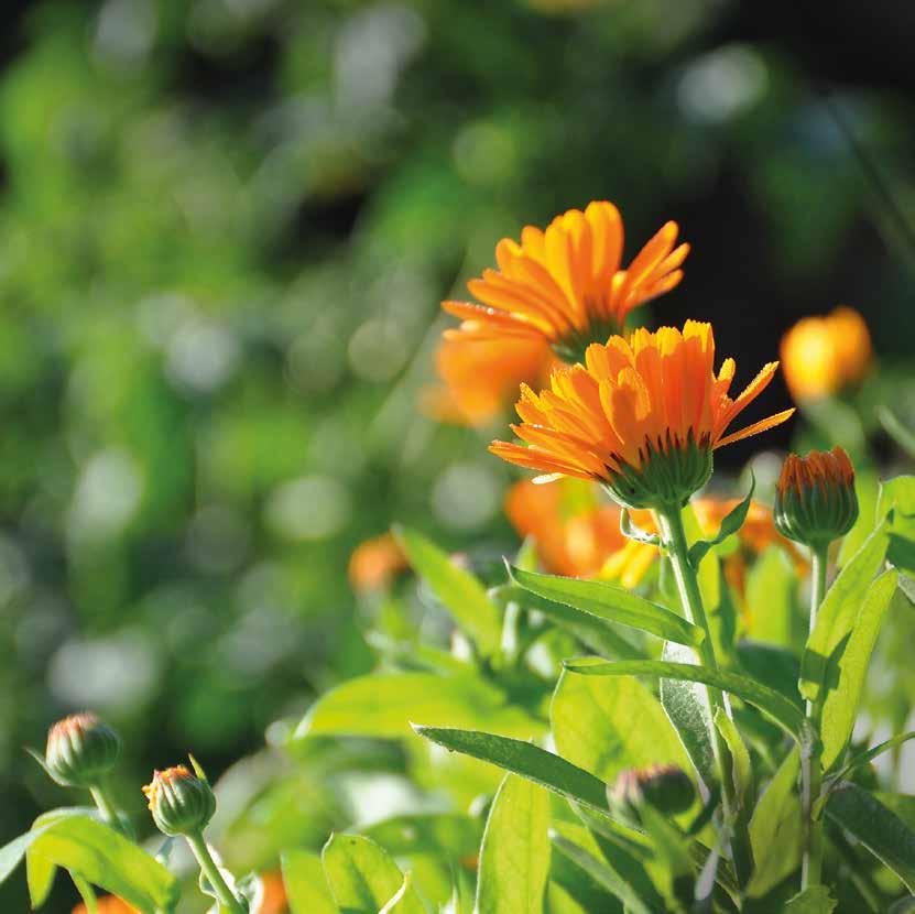 Sommarlov