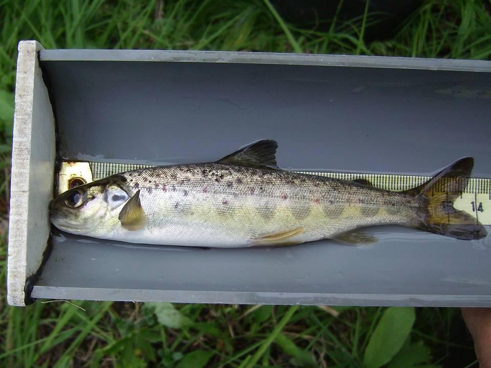 Arealer som påverkats av miljöåterställningen i Vindelälvens avrinningsområde Summa biotopvårdad areal Summa återvunnen areal prod.