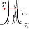 Stamdiameter