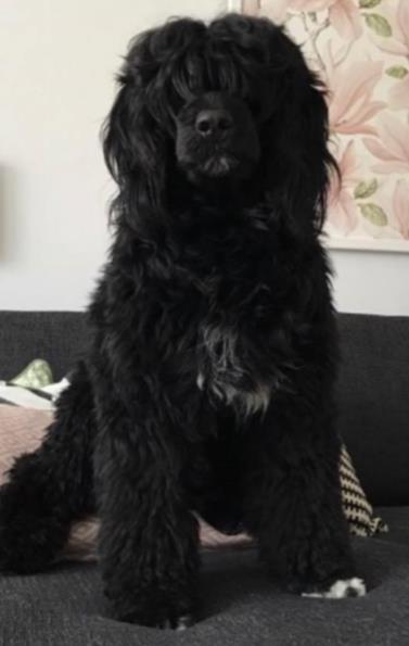 Hej! Vi söker hundvakt eller promenadkompis åt vår Charlie. Vi önskar hjälp 1-3 dagar i veckan. Charlie är en 2 år gammal Portugisisk Vattenhund.