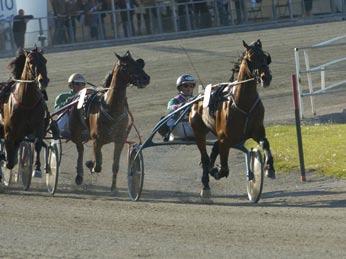 080525 Kajsa avslutade Elitloppshelgen 080528 V75-vinnare till Witasp Leif Witasp har fått in en ny intressant häst i stallet.