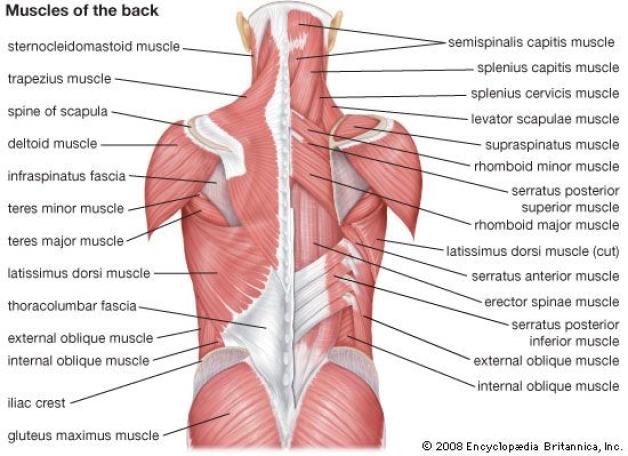 Rhomboideus minor Serratus posterior inferior Serratus posterior superior Trapezius Levator scapulae Splenius capitits Splenius cervicis Är du inte anatomiskolad men kanske träningsintresserad har du